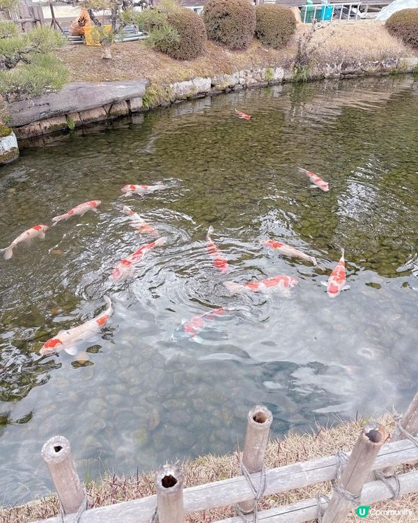 岡山後樂園🇯🇵！日本三大庭園之一！📸 靚爆