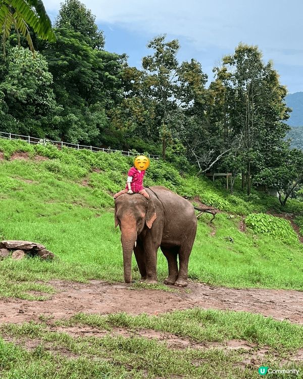 今次嚟到泰國清邁，跟咗旅行團去文青地方，仲去咗騎大象，體驗真...