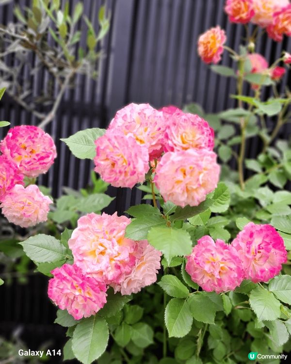 五月份去名古屋，打卡了白川鄉合掌村，還有看到美美的紫陽花。