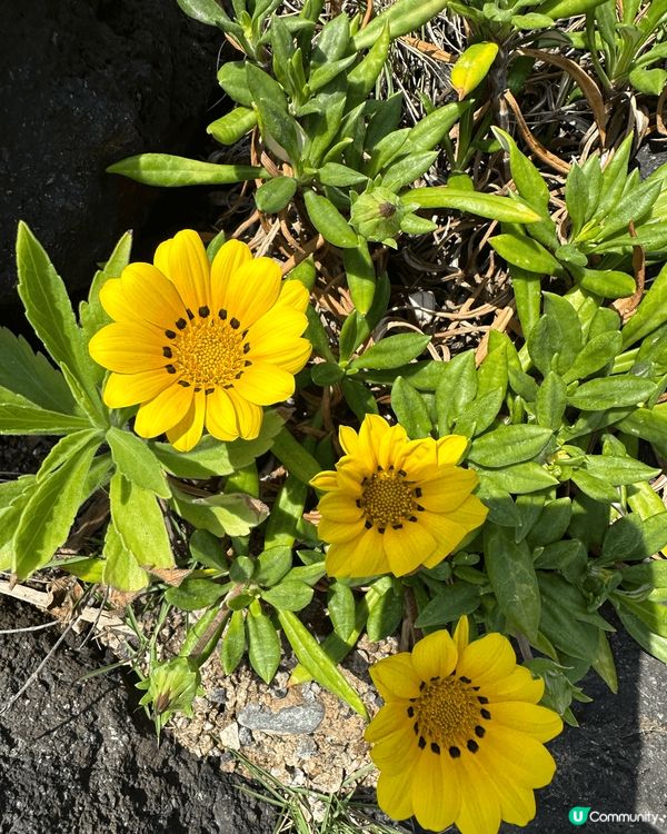 福岡系島，陽光與海灘🏖️，環境優美、食物好味、打卡熱點👍🏻...
