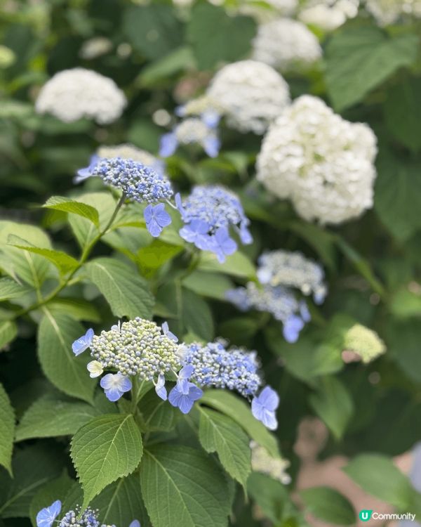 【J-Hope演唱會美食日記】聖水洞x弘大真實食記  