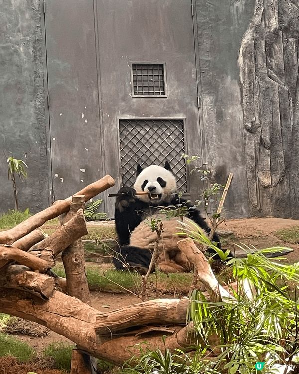 由於近年愛上了熊貓，到海洋公園探望熊貓已變成我的每月活動，每...