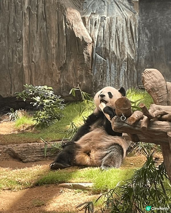 由於近年愛上了熊貓，到海洋公園探望熊貓已變成我的每月活動，每...