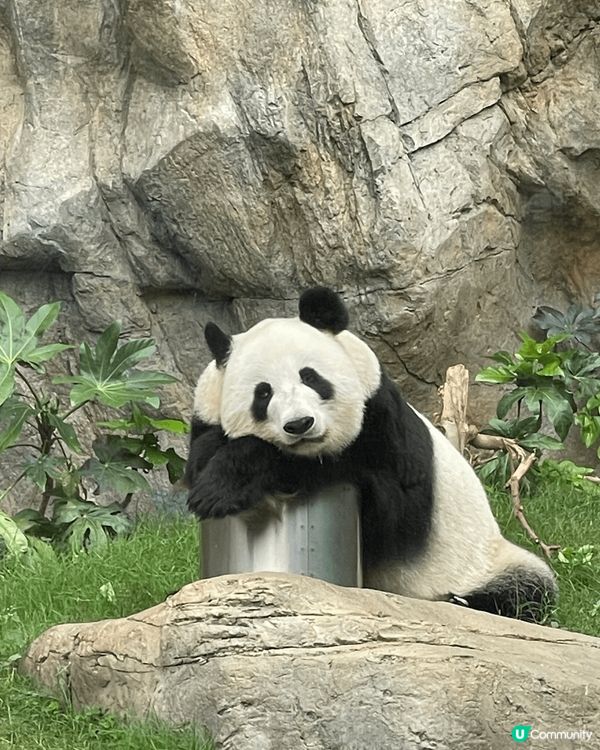 由於近年愛上了熊貓，到海洋公園探望熊貓已變成我的每月活動，每...