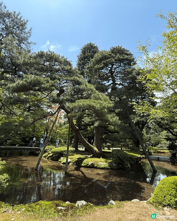 兼六園真係好靚 小橋流水 園景設計一流 又唔會行得辛苦 一定...