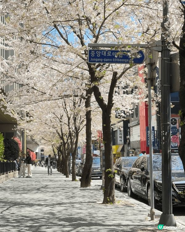 釜山賞櫻之旅 🌸 釜山比起首爾更寧靜，可以在街邊慢慢散步，享...