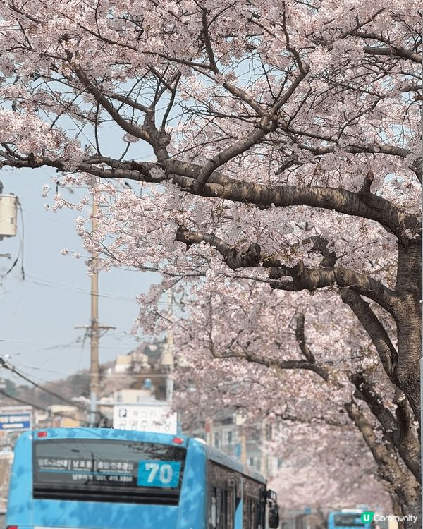 釜山賞櫻之旅 🌸 釜山比起首爾更寧靜，可以在街邊慢慢散步，享...