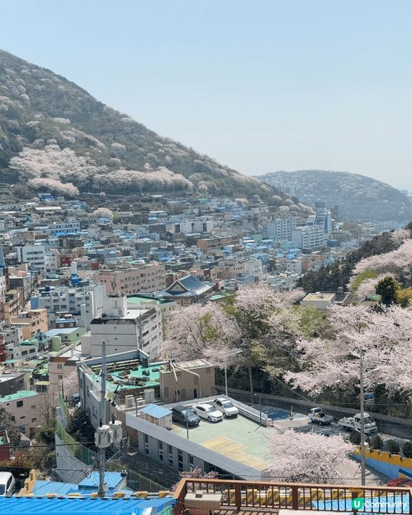釜山賞櫻之旅 🌸 釜山比起首爾更寧靜，可以在街邊慢慢散步，享...