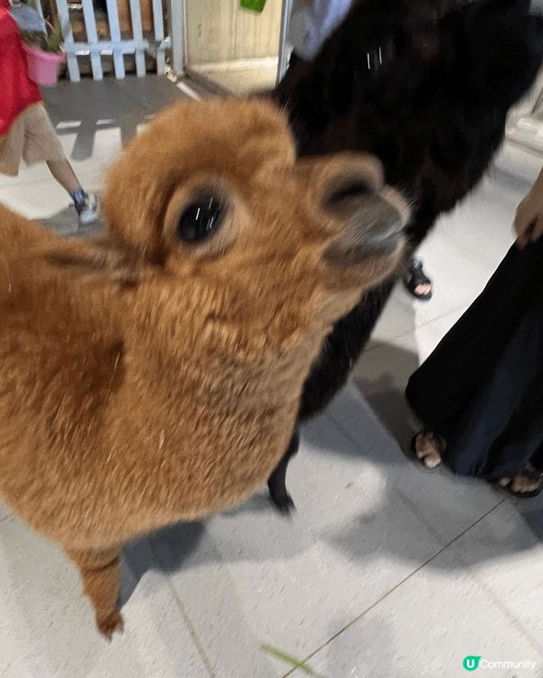 最近去左深圳一間，於商場內的室內動物園，動物類種真係五花八門...