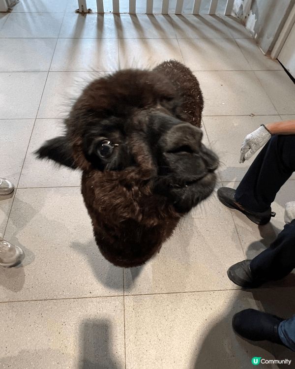 最近去左深圳一間，於商場內的室內動物園，動物類種真係五花八門...