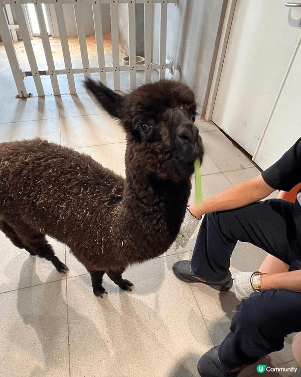 最近去左深圳一間，於商場內的室內動物園，動物類種真係五花八門...