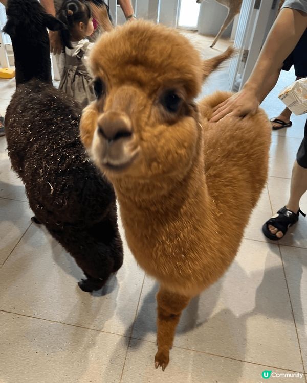 最近去左深圳一間，於商場內的室內動物園，動物類種真係五花八門...