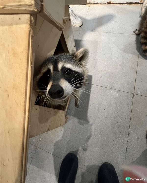 最近去左深圳一間，於商場內的室內動物園，動物類種真係五花八門...