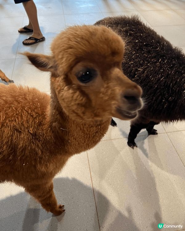 最近去左深圳一間，於商場內的室內動物園，動物類種真係五花八門...