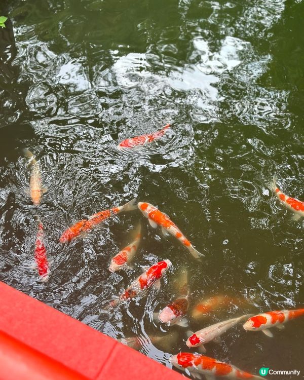 栗林公園🌿米其林三星庭院！江戶時代嘅美！😍