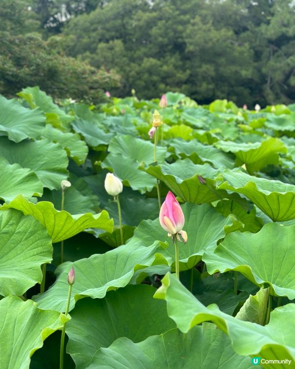 栗林公園🌿米其林三星庭院！江戶時代嘅美！😍