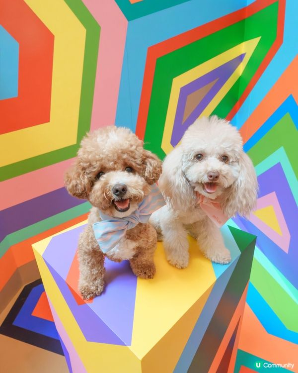 ✨沉浸式藝術體驗來襲!✨