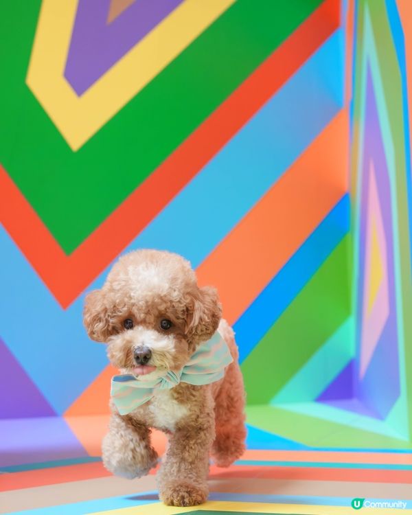 ✨沉浸式藝術體驗來襲!✨