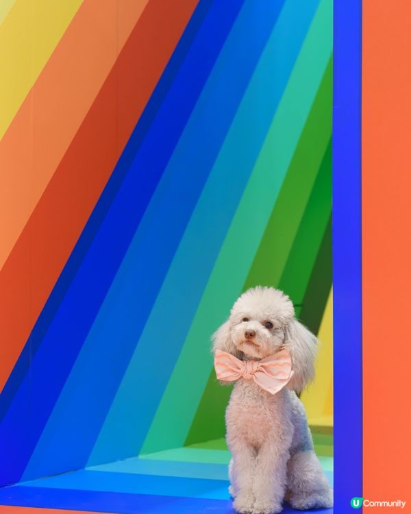 ✨沉浸式藝術體驗來襲!✨