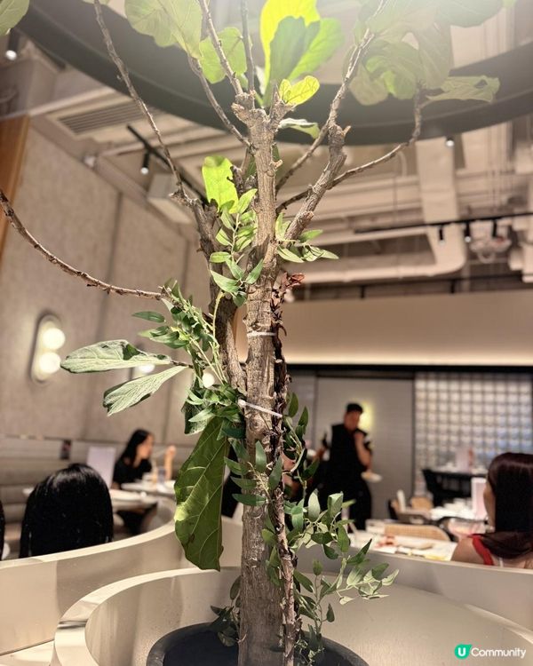 觀塘工業區高CP 親民澳洲菜