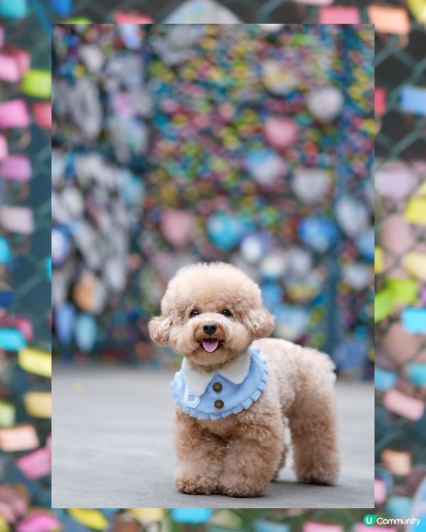 長洲熱門打卡位-愛情鎖🔒❤️