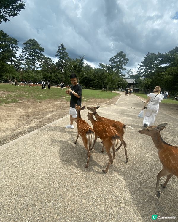 奈良係日本一個充滿歷史同自然美嘅地方，最出名就係奈良公園入面...