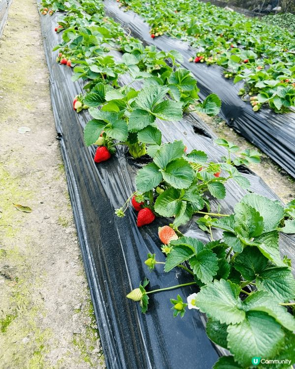 🍓《勁多 勁靚士多啤梨任係摘》🍓