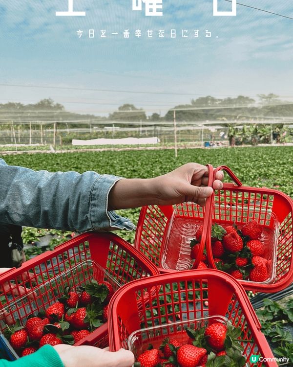 🍓《勁多 勁靚士多啤梨任係摘》🍓