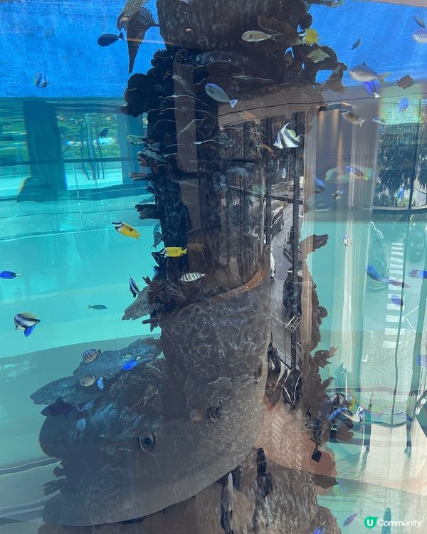 首次朝聖Marriot hotel Ocean Park，外...