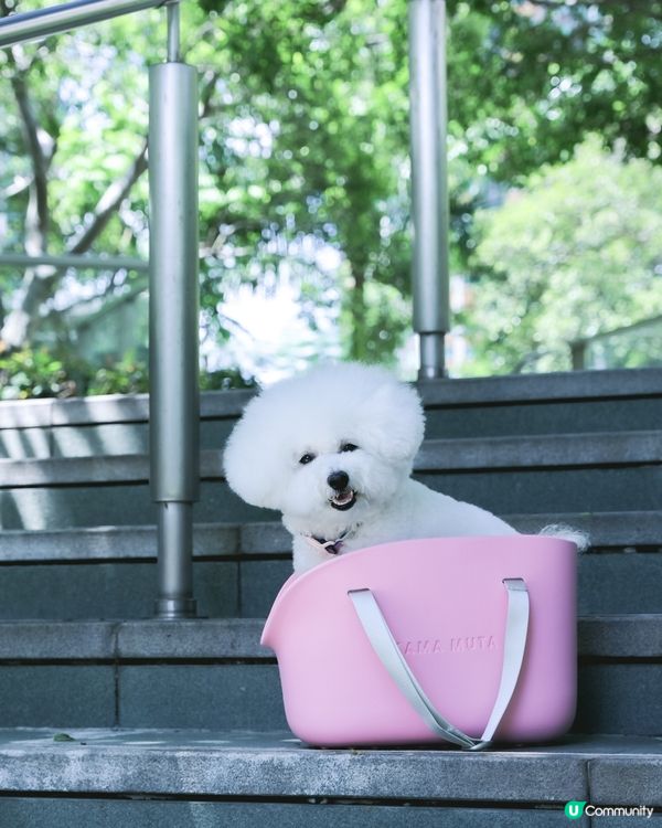 最近人氣嘅超舒服狗袋！ 🐶實測評價