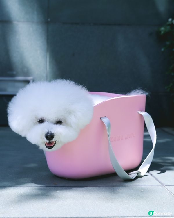 最近人氣嘅超舒服狗袋！ 🐶實測評價