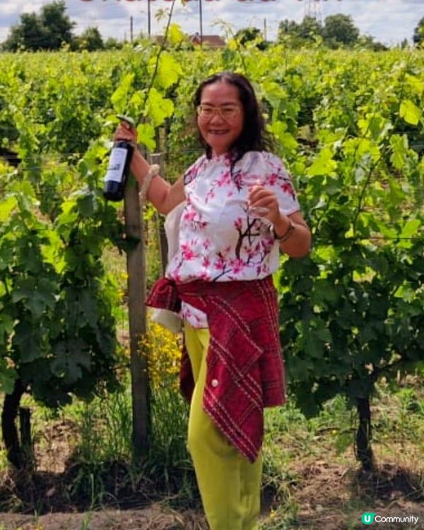 周遊列國Bordeaux Vignobles