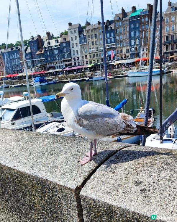 天地一沙鷗🕊️