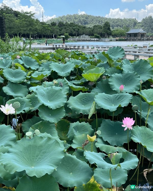 參加旅行團到訪順德順峰山公園，園內有多個蓮花池，正值蓮花開得...