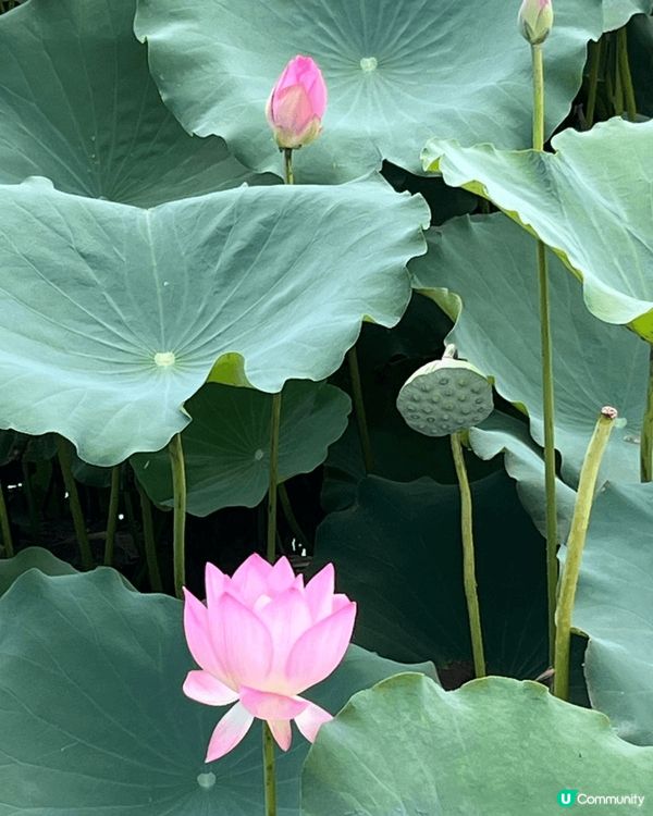 參加旅行團到訪順德順峰山公園，園內有多個蓮花池，正值蓮花開得...