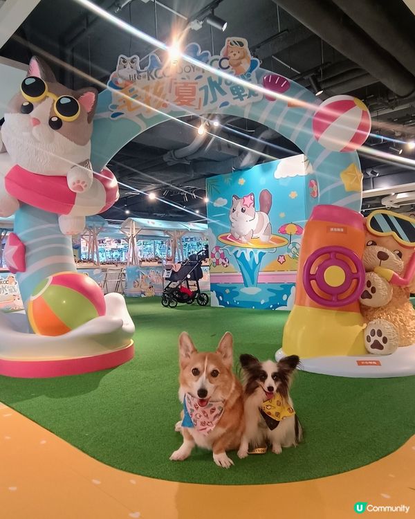 暑假帶毛孩去邊好？毛孩夏水戰@KCC🐶📸