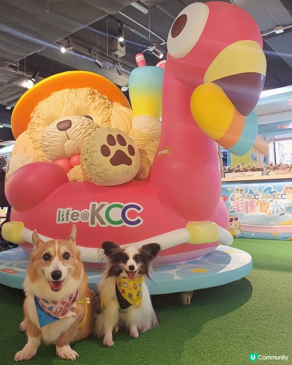 暑假帶毛孩去邊好？毛孩夏水戰@KCC🐶📸