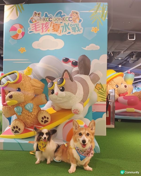 暑假帶毛孩去邊好？毛孩夏水戰@KCC🐶📸