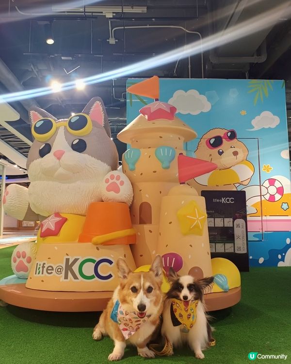 暑假帶毛孩去邊好？毛孩夏水戰@KCC🐶📸