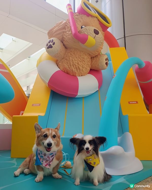 暑假帶毛孩去邊好？毛孩夏水戰@KCC🐶📸