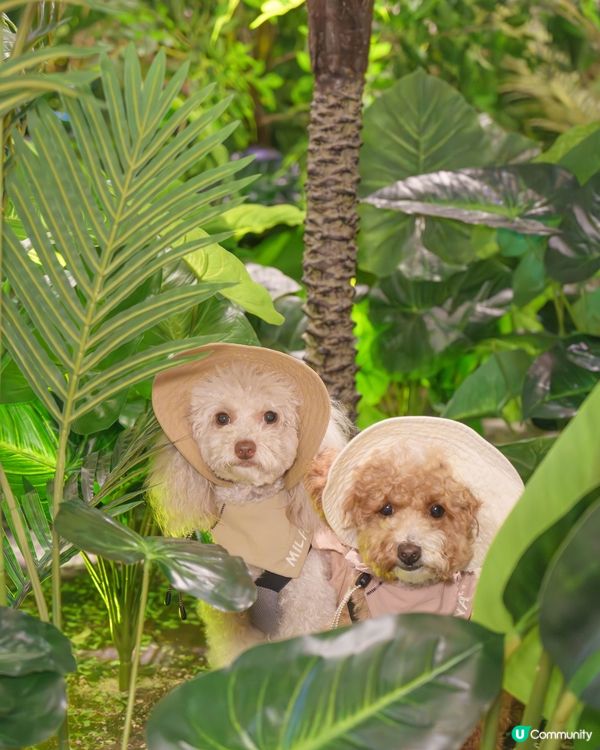 🔎侏羅紀世界探險記🦖