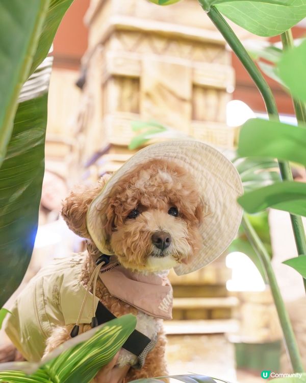 🔎侏羅紀世界探險記🦖