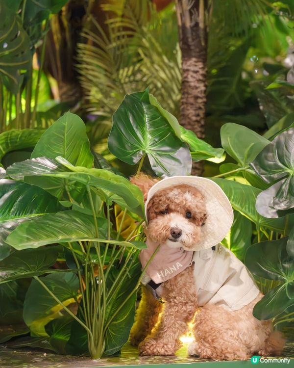 🔎侏羅紀世界探險記🦖