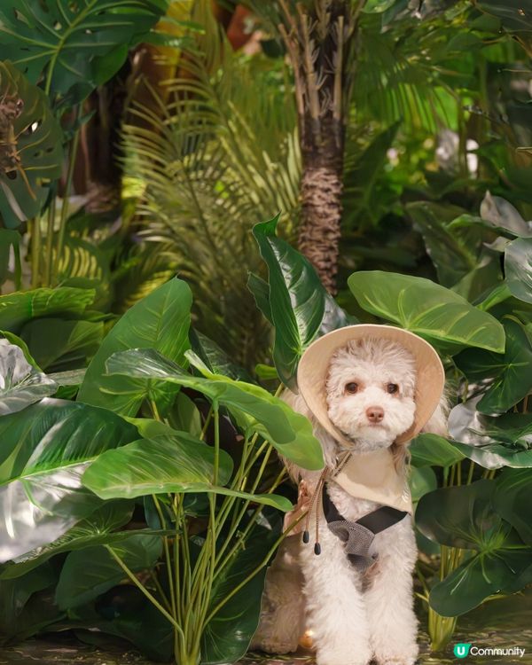 🔎侏羅紀世界探險記🦖