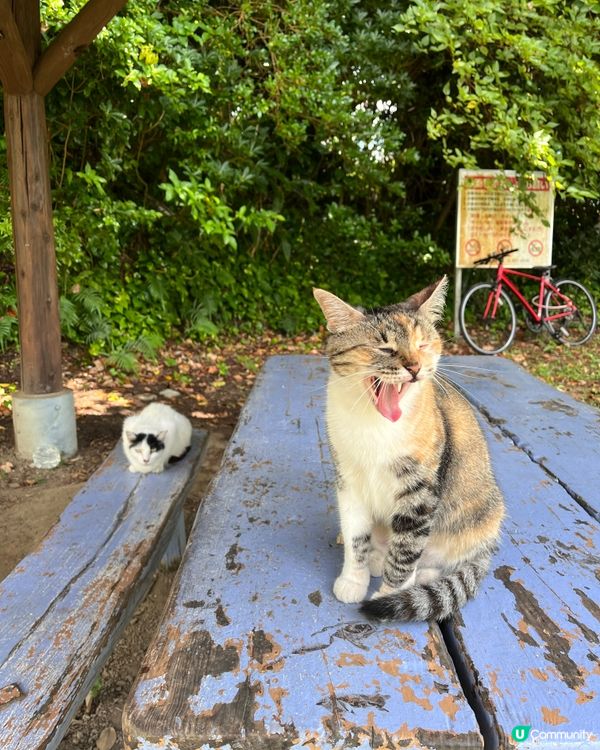 1.  那霸玩樂攻略！🏯 必去首里城、國際通！🛍️🌊