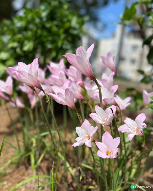 1.  那霸玩樂攻略！🏯 必去首里城、國際通！🛍️🌊