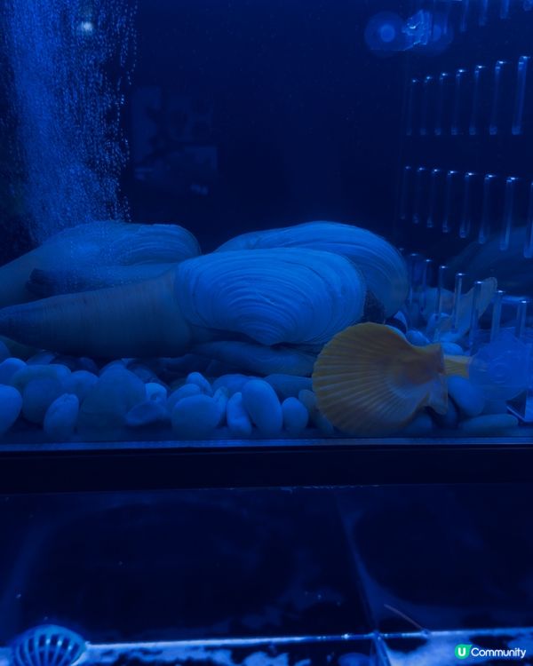 ［灣仔］居酒屋週年慶優惠！畫碟服務超驚喜🥳🍣