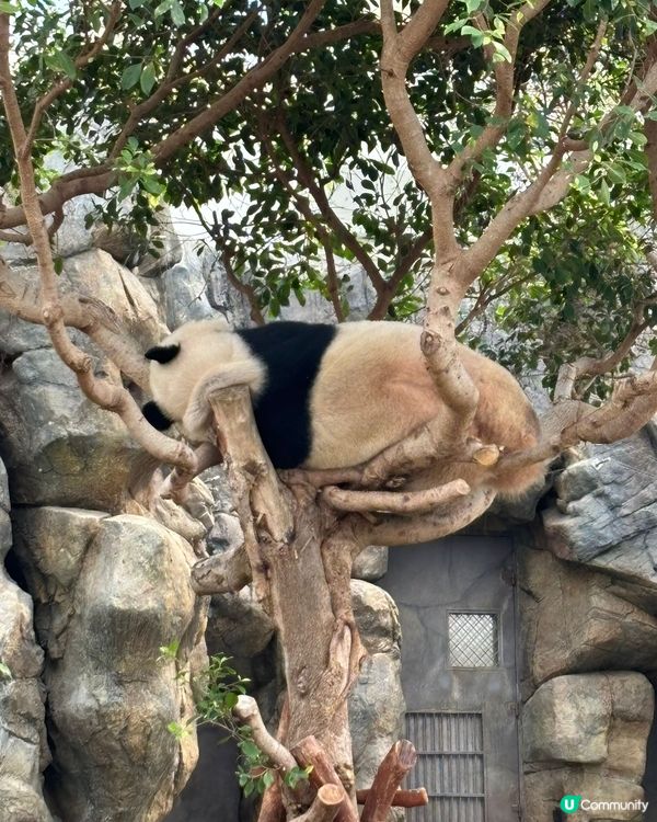 週末海洋公園親子遊！勁好玩🥳🎢