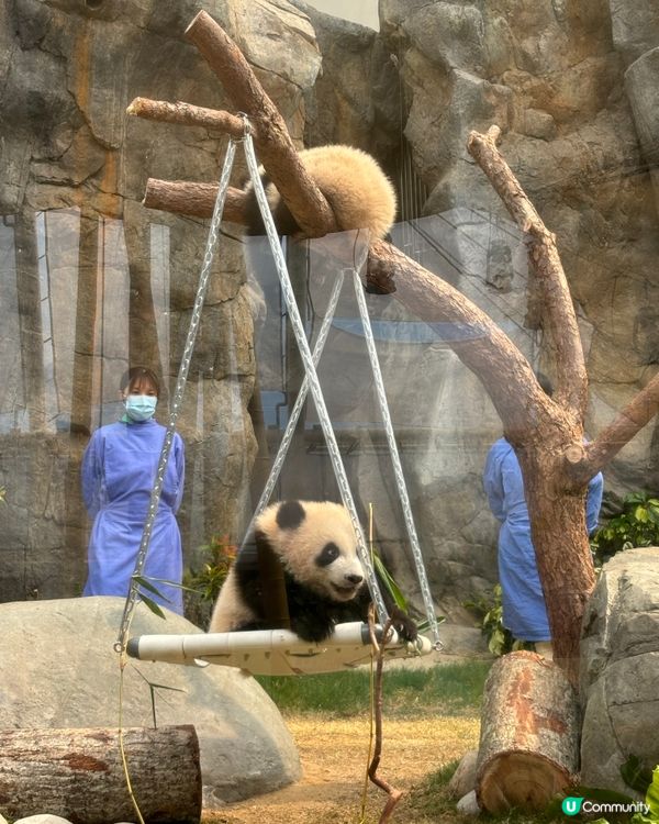 週末海洋公園親子遊！勁好玩🥳🎢