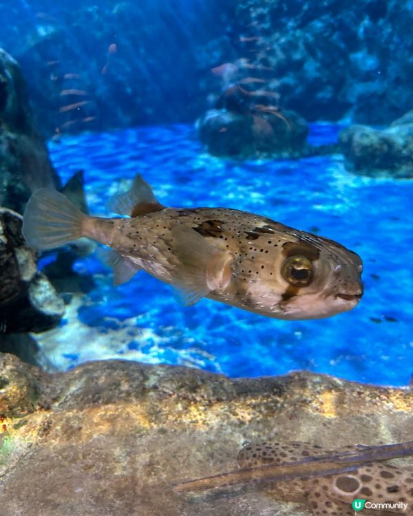 週末海洋公園親子遊！勁好玩🥳🎢